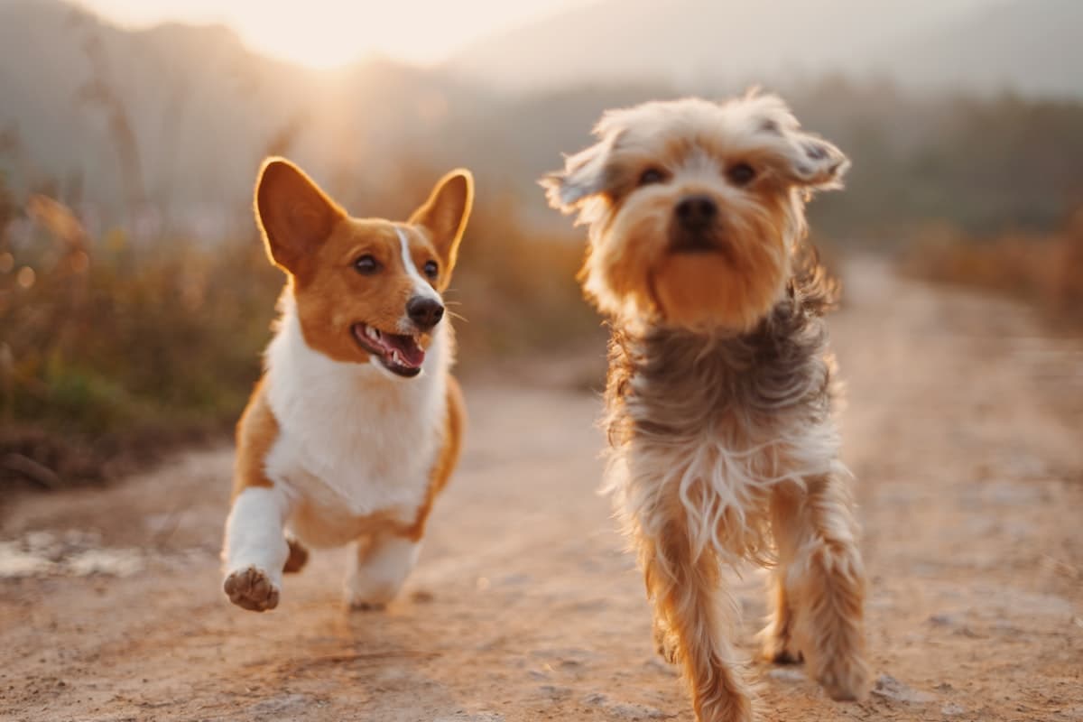 Turnos online para veterinaria en Argentina